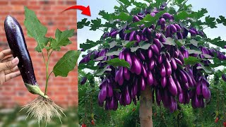 How to Growing Eggplant at home with seeds for many fruits at Home [upl. by Niels]