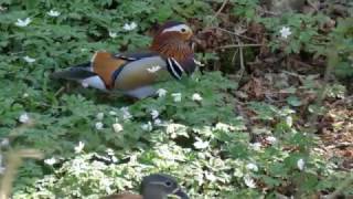 Bei uns in Schwarzwald quotDie Mandarinentequot quotThe Mandarin Duckquot [upl. by Yendyc443]