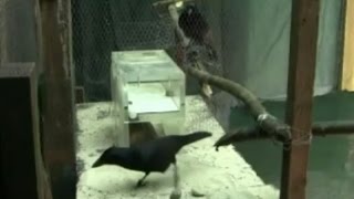 New Caledonian Crows solve collaborative problem [upl. by Inuat]