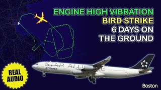 Engine high vibration after bird strike Lufthansa Airbus A340 returns to Boston Real ATC [upl. by Glovsky]