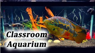 75 Gallon Aquarium  Central American Cichlids [upl. by Schapira]