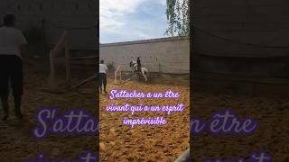 Être cavalier ou cavalière1h de montage😅 horsycorn trend horse pony equestrian jumping [upl. by Harol307]