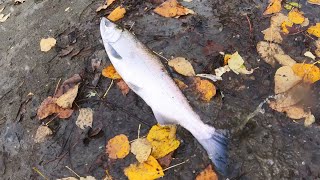 Salmon Fishing in BC 🎣His season ender keeper 🐟 Vedder River Fishing [upl. by Blackstock]