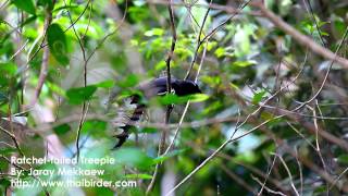 Ratchettailed Treepie [upl. by Caro]