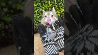 CREO le BOLLE di SAPONE INDISTRUTTIBILI😯🫧😱 tutorial challenge cane dog faidate [upl. by Sinclare321]