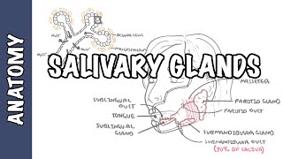 Salivary glands  Anatomy and Physiology [upl. by Antonella]