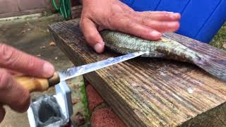 Crappie  Clean and Cook  A Total different way for cleaning fish and cooking them [upl. by Harwin]