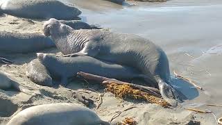 Elephant Seals Mating [upl. by Jammie]