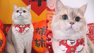 我竟然在家中的玩偶裏，發現了監控！cute 萌寵 招財貓 寵物 funny pets luckynumber [upl. by Eirlav]