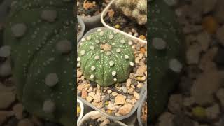 Astrophytum Asterias grow more like squid legs and rensei wannabe cactaceae astrophytum [upl. by Ecinrev45]