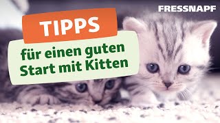 Das brauchst du für ein Kitten Unsere Tipps für die KittenErstausstattung [upl. by Orten717]