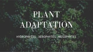 Plants Adaptation  Hydrophytes  Xerophytes  Mesophytes [upl. by Kurtis]