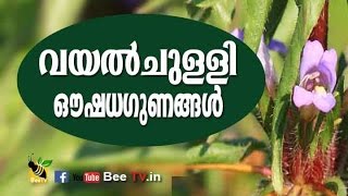 Vayal Chulli വയല്‍ചുള്ളിയുടെ ഔഷധഗുണങ്ങള്‍ [upl. by Shelli]