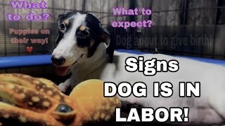 Signs dog is going into labor  My Dog is in labor  What to expectWhat to do [upl. by Filippa]