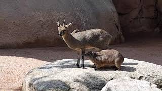 Klipspringer and Rock hyrax in mixed exhibit [upl. by Theo]