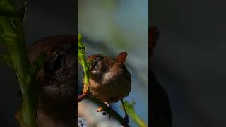 Eurasian wren song Gjerdesmett sang Zaunkönig gesang Winterkoning geluid Strzyżyk zwyczajnyshorts [upl. by Colly]