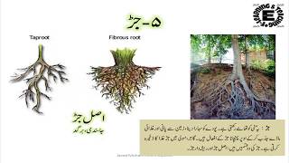 Diversity Living Things amp Their Classification Std 6th نباتات میں تنوع [upl. by Puff]