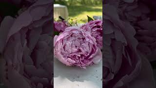 Let’s Plant 45 more peonies cutflowers floristsandflowers [upl. by Aleacin]