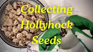 Hollyhock Seed Collecting [upl. by Helaina731]