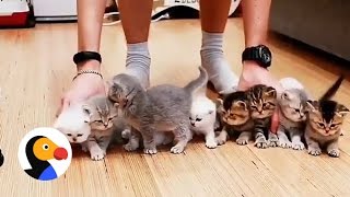 Adorable Kittens Wont Sit Still For This Picture  The Dodo [upl. by Ahseined]