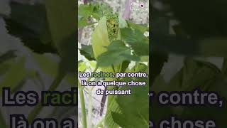 🌿 L’angélique grande tonique digestive [upl. by Adamina]