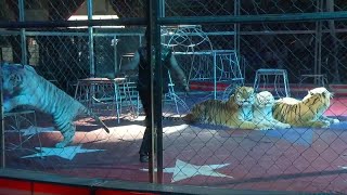 The Shrine Circus in Billings [upl. by Olwen570]