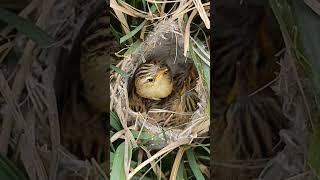 Zitting Cisticola Chicks Life Begins in the Tall Grass shortsviral trendingshorts [upl. by Ecnerol]