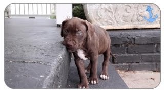 Cute Pitbull Puppies Playing [upl. by Angid907]