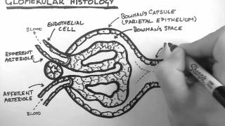 Renal Anatomy 3  Glomerular Histology [upl. by Mapes378]