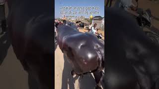 rajasthan me sabse bhari bhesa anmoll 1500 kg  ka [upl. by Rida]