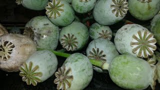 Harvesting poppy seed pod  Extraction of poppy seed From my home garden [upl. by Guglielma]