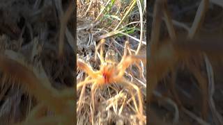 Camel Spider Screaming camelspider camelspiderscreaming [upl. by Ahsienyt628]