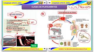 PHYLUM PLATELMINTOS Y NEMÁTODOS [upl. by Barden]