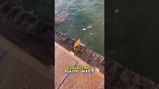 Incredible Dog cleaning the ocean for us 🥺 dogtv fyp [upl. by Nylsaj]