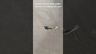 Sanibel Island under slot Snook in the surf sanibel fishing beachfishing snook floridabeach [upl. by Cave]