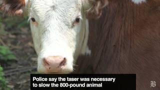 Police taser wayward cow [upl. by Anamor260]