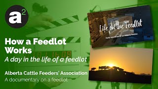 How a Feedlot Works [upl. by Constance]