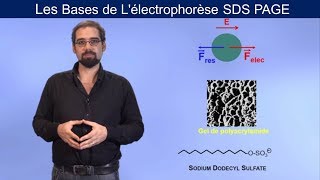 Lélectrophorèse SDS PAGE [upl. by Okim]