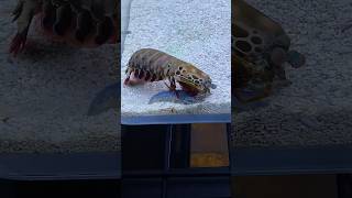 Mantis Shrimp Feeding FAIL… How Did He Lose That [upl. by Hameean]