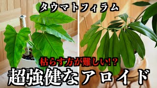 【観葉植物】枯らすのが難しいアロイド【タウマトフィラムの植え替え】 [upl. by Shapiro57]