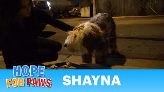 Rescuing an Old English Sheepdog near the railroad tracks Please share love [upl. by Tingey200]