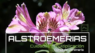 Cómo cultivar y multiplicar 💐 ALSTROEMERIAS Azucenas de Perú v74 Curso básico de Jardinería  LdN [upl. by Leban]