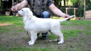 Golden retriever puppy show training First lessonRetriever show trainingLesson1 [upl. by Averat550]