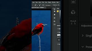 Remove Scarlet Tanager Complex Background in Photoshop shorts [upl. by Idolah124]