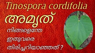 AmritTinospora cordifoliaഅമൃത് MalayalamAmrit [upl. by Cristobal749]