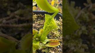 ハエトリソウ“卸金”ベランダの小さな自然VenusFlytrapcarnivorousplants [upl. by Cathleen951]