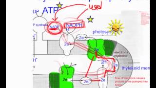 cyclic photophosphorylation practice q [upl. by Schlicher]