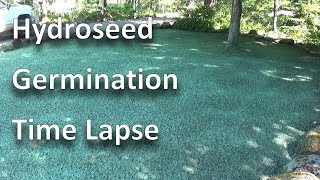 Hydroseed Germination TimeLapse Hand Seeding vs Hydroseeding Establishing a lawn in full shade [upl. by Kendre]