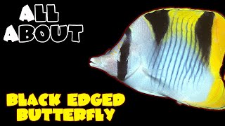 All About The Black Wedged Butterflyfish or Sickle Butterfly or Falcula Butterflyfish [upl. by Tshombe]