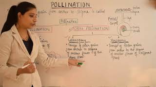 AUTOGAMY  GEITONOGAMY  XENOGAMY  Pollination  NEET biology notes by Dr deepti grover [upl. by Garrot]